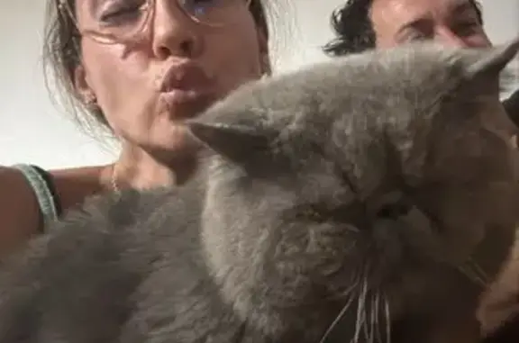 ¡Gato Gris Perdido en Es Mal Pas!