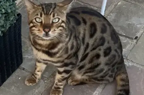 Chat perdu à Rosny-sur-Seine : Leo - photo