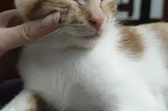Animales perdidos Parla, foto: Gatito Perdido en Parla: Ayúdanos a Encontrarlo