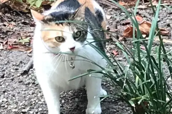 Lost: Friendly Tabby Calico Prr Prr!