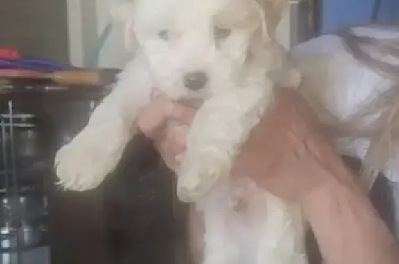 Animaux trouvés Cléder, photo: Chienne et 3 chiots trouvés à Cléder