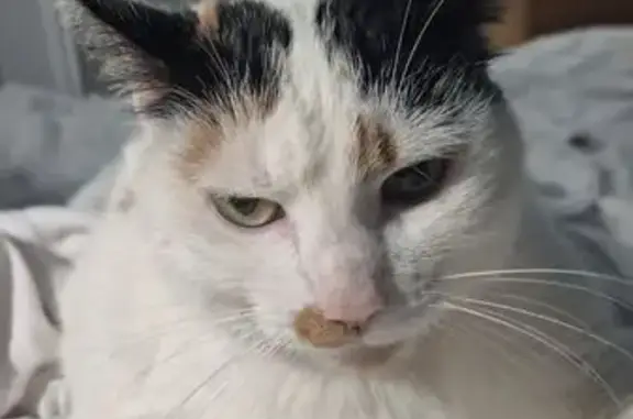 Chat perdue: Blanche, taches noir/marron - photo