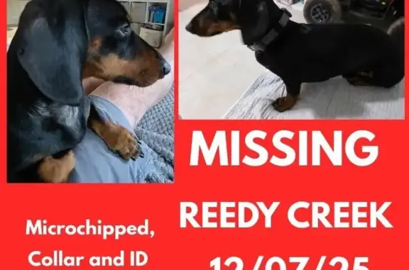 Lost Mini Dachshund: Black & Tan, Injured