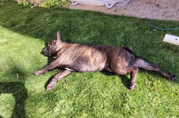 Animaux trouvés Saint-Sernin, photo: Bouledogue marron trouvé à Saint-Sernin