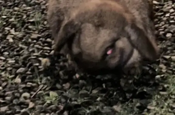 Found pets Adelaide, photo: Found: Tan Rabbit with Floppy Ears