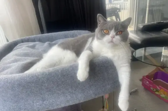 Lost Cat: Grey & White George in Brisbane