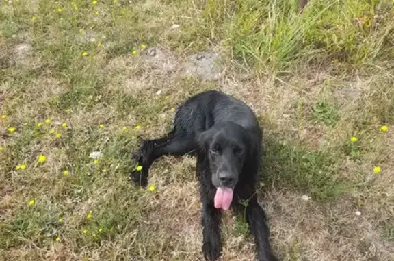 Animaux trouvés , photo: Setter noir trouvé sans collier à Saint-Germain