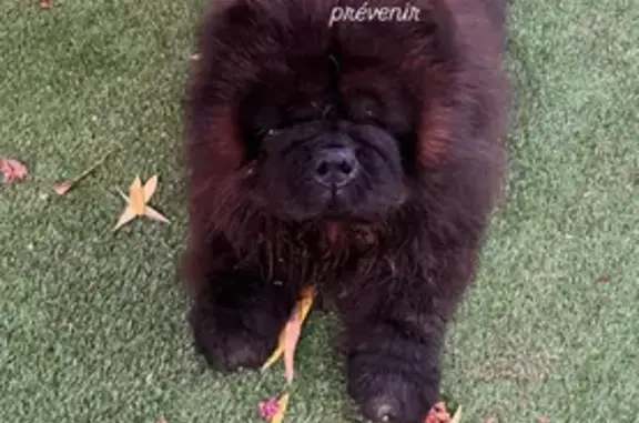 Chien perdu Jacou, photo : Chien noir perdu, 30 kg, rue des Améthystes