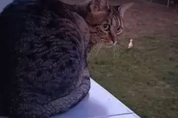 Animaux perdus Marseille, photo: Chatte grise Louna perdue à Marseille