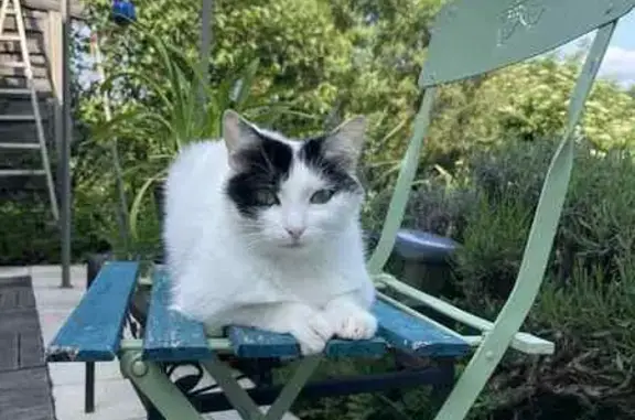 Animaux perdus , photo: Chatte blanche perdue, tache noire, Plaine
