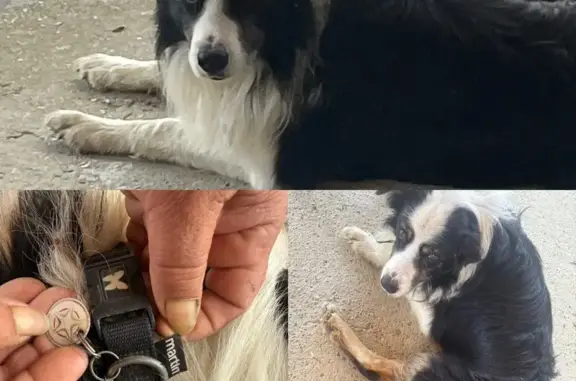 Animaux trouvés , photo: Chien calme trouvé à Béraut, Route Bellevue