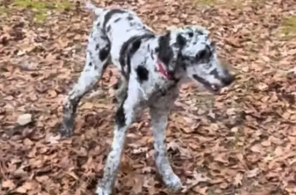 Lost Golden-Doodle: Grey with Spots