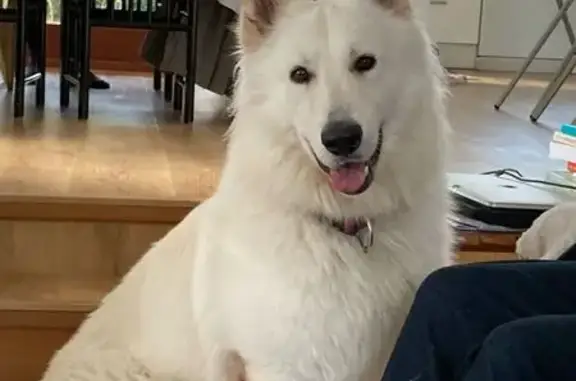 Animaux perdus Saint-Just-de-Claix, photo: Berger blanc suisse perdu à Saint-Just-de-Claix