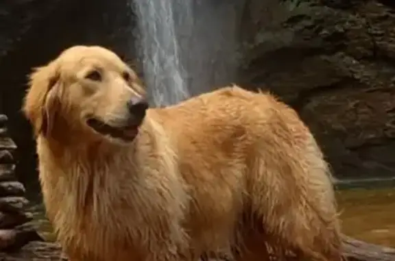 cachorro desaparecida