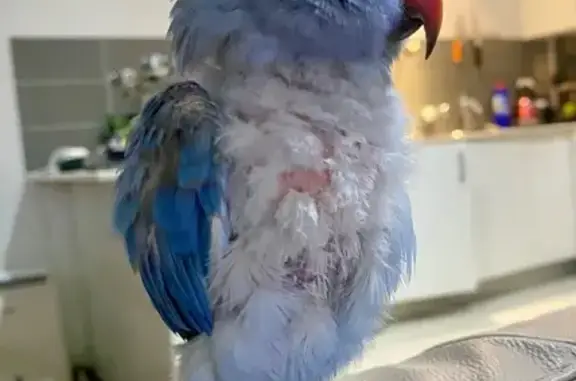 Lost Tame Bird on Burlington Rd, Strathfield