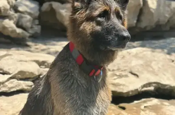 Chien perdu Caderousse, photo : Berger allemand perdue à Caderousse