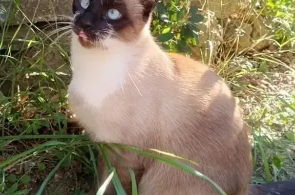 Chatte siamoise perdue à Gabian - photo