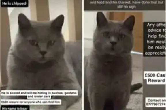Lost Grey Cat: Friendly & Scared in Bradford