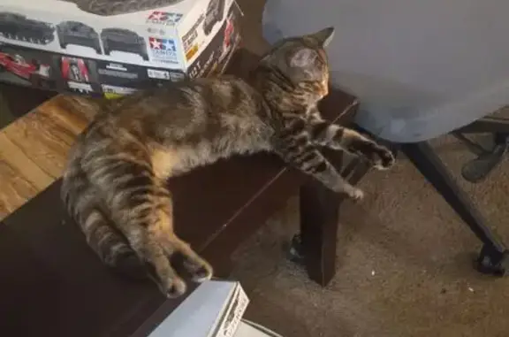 Lost Calico Kitten on Foxridge Dr, 6700
