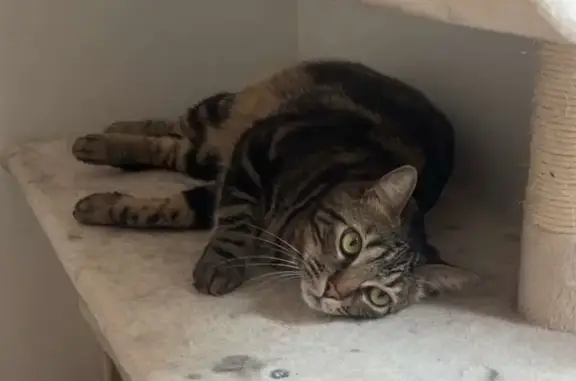 Chat tigré perdu près du musée militaire - photo