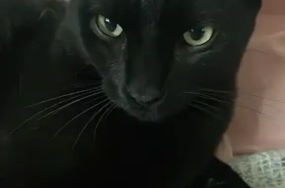 Chat noir 2 ans perdu, Rue de Barante - photo