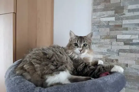 Chatte tigrée perdue à Fontaine-le-Port - photo