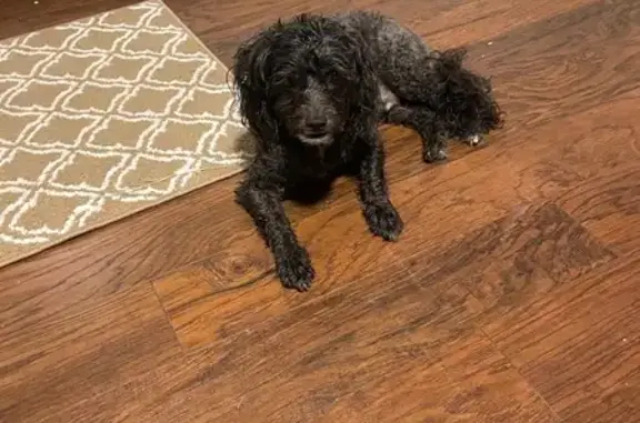 Found dog Florida City, photo: Found: Black Dog in Scarf & Harness
