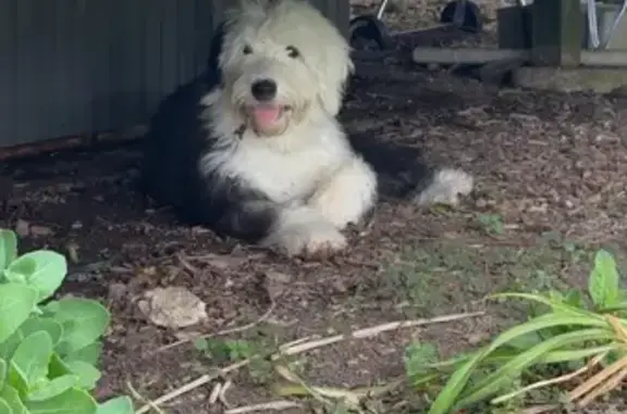 Lost Puppy: Fluffy B&W, South Schoolhouse