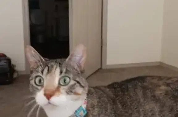 Missing cat Parker, photo: Lost Tabby Calico Mix - South Parker Rd