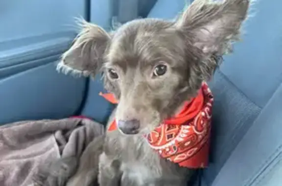 Lost Brown Chiweenie in Riverwood Place