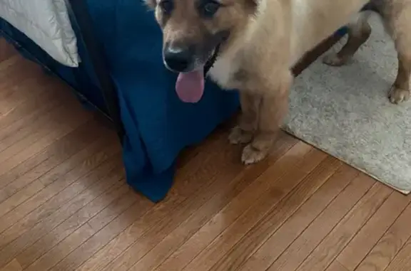 Found dog Villa Rica, photo: Friendly Found Dog with Cone in Villa Rica