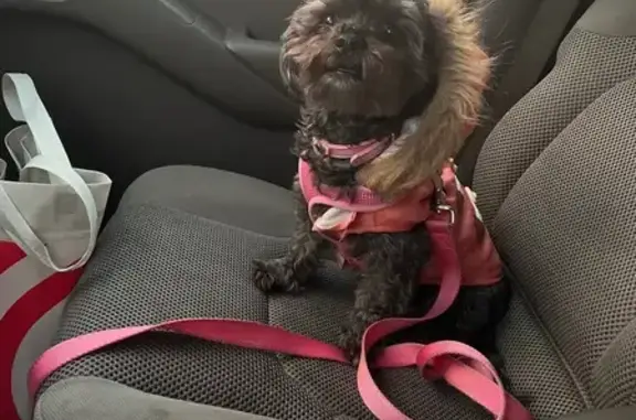 Lost: Sweet Black Dog 'Brownie' in Bridgeport