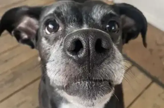 Lost Black Dog, Blue Nails - Franklin