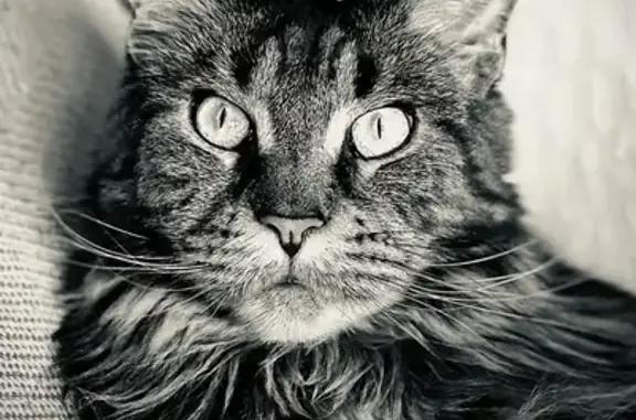 Animales perdidos Valladolid, foto: Gatita Perdida con Chip y Otohematoma