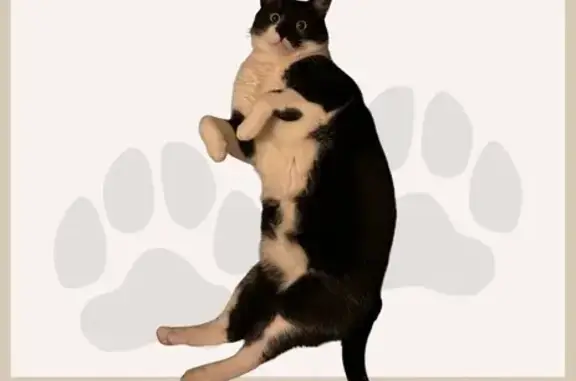 Lost Tuxedo Cat: Vocal & Chubby in Denver