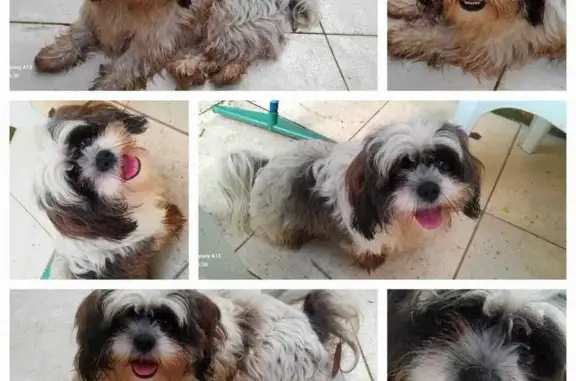 cachorro desaparecida