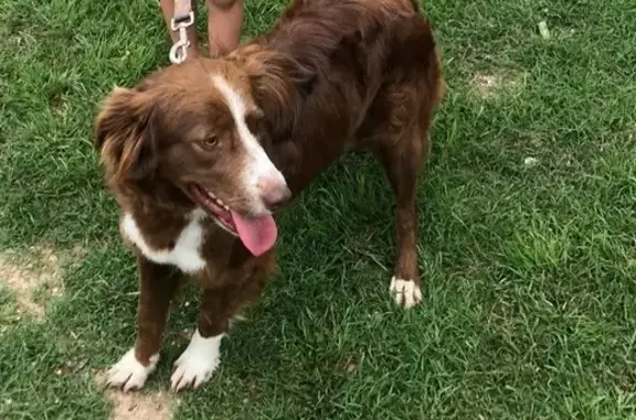 Lost: Sweet Border Collie in San Antonio
