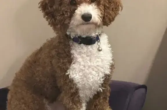 Lost Mini Poodle on Old Loganville Rd