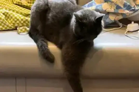 Help Find Buddy: Lost Grey Cat in Aughton