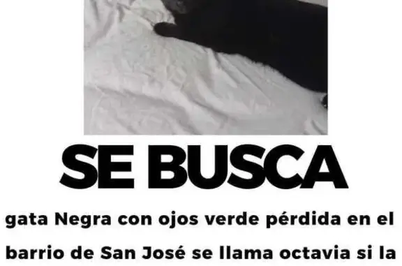 Animales perdidos Totana, foto: Gata Perdida: Asustada y Delicada en Totana