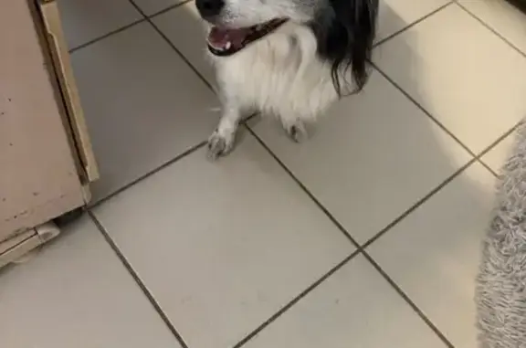 Chienne Border Collie âgée trouvée à La Baule - photo