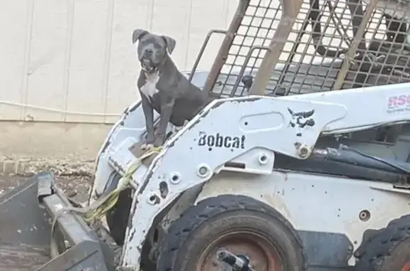 Lost Dog on Bitter Creek St, San Antonio