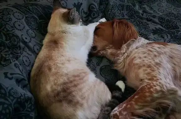 Chat perdu, Feurs, photo: Chatte perdue, Blanche et grise, Feurs