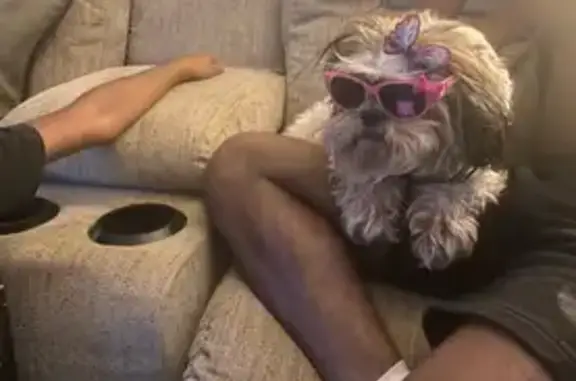 Lost Dog: Princess in Pink on Dillon Dr