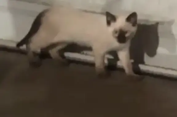 Lost Cat: Skittish, White with Dark Markings