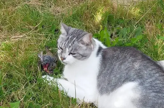 Chat perdu, , photo: Chat européen perdu près de Douarnenez