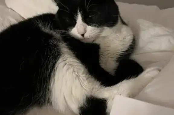 Animaux perdus Antibes, photo: Chat noire et blanche perdue à Antibes