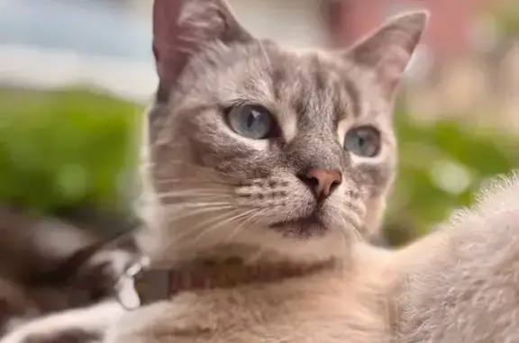 Chatte perdue: Sharky, Rue Mustel, Rouen - photo
