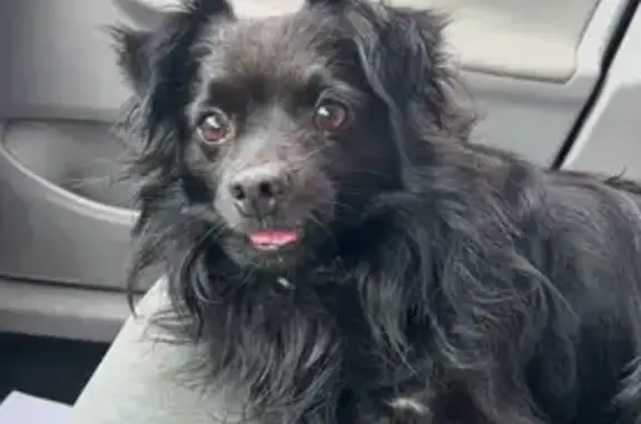 Lost Timid Pomeranian Mix - Green Collar