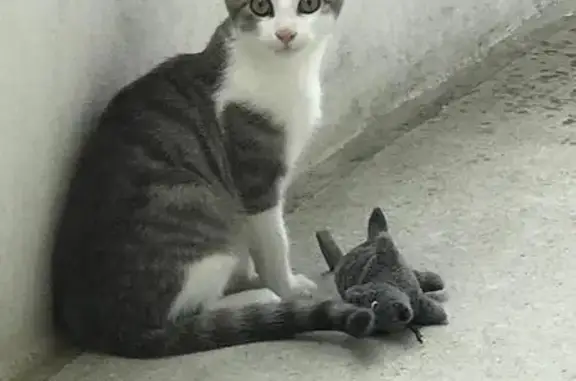 Chat tigré gris/blanc perdu A85 Pruniers - photo